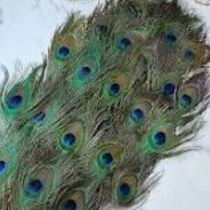 B'ful Peacock feathers - 24 pk Great on their own or use in jewellry making etc
